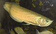 Csontnyelvű hal