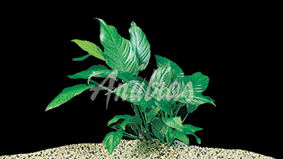 Anubias-heterophylla